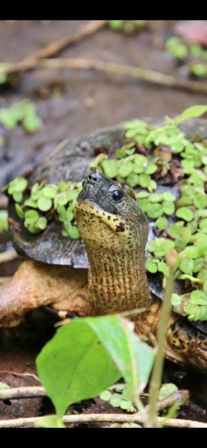 Cabinas El Muellecito Tortuguero Exteriör bild