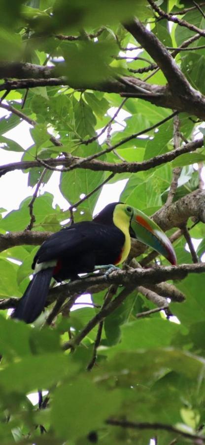 Cabinas El Muellecito Tortuguero Exteriör bild